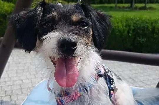 Urocza Chloe szuka domku, Podkarpackie, Stalowa Wola