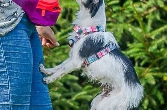 Urocza Chloe szuka domku, Podkarpackie, Stalowa Wola
