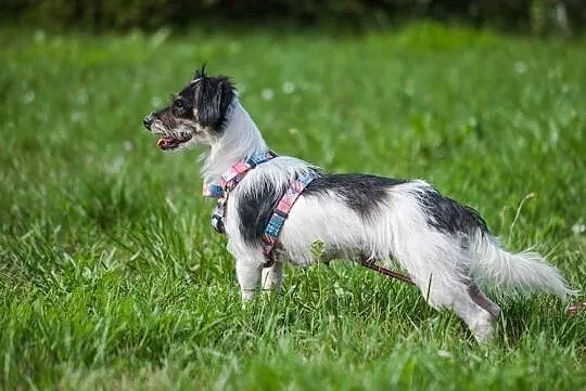 Urocza Chloe szuka domku, Podkarpackie, Stalowa Wola