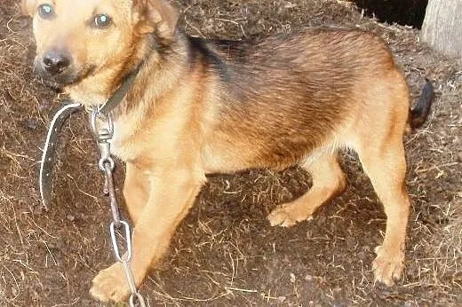 Wika psie dziecko z nadzieją czeka na domek  ,  ma