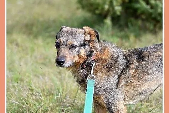 11 kg, delikatny,łagodny,przytulaśny piesek OWI_Ad