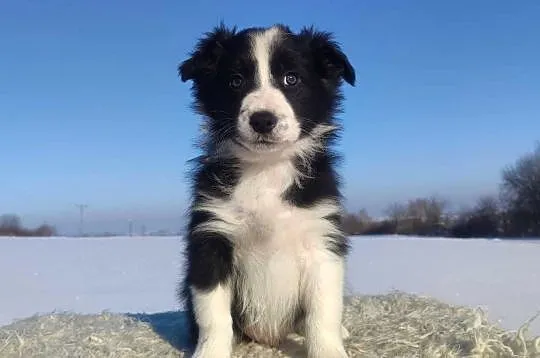 Szczeniak BORDER COLLIE z prof. Hodowli, Pies z pełną dok.