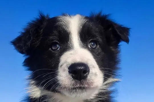 Szczeniak BORDER COLLIE z prof. Hodowli, Pies z pełną dok., Małopolskie, Kraków