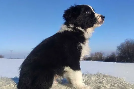 Szczeniak BORDER COLLIE z prof. Hodowli, Pies z pełną dok., Małopolskie, Kraków