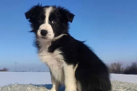 Szczeniak BORDER COLLIE z prof. Hodowli, Pies z pełną dok., Małopolskie, Kraków