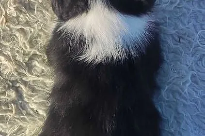 Szczeniak BORDER COLLIE z prof. Hodowli, Pies z pełną dok., Małopolskie, Kraków