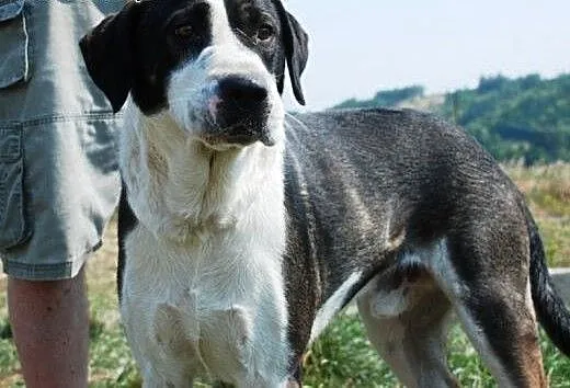 Pepper piękny młody mix owczarek środkowoazjatycki
