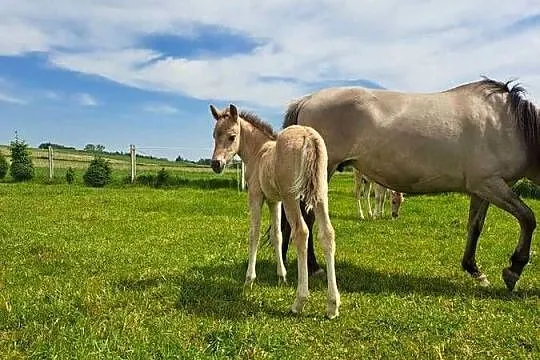 Konie Konik polski klaczki, Małopolskie, Tłuczań