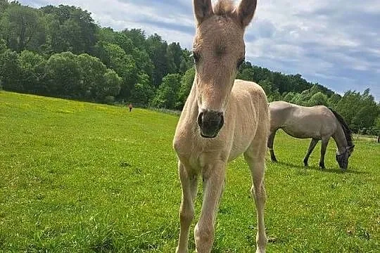 Konie Konik polski klaczki, Małopolskie, Tłuczań