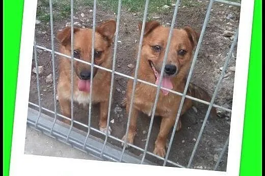 Rudy duet do adopcji ,razem lub osobno.,  małopolskie Kraków
