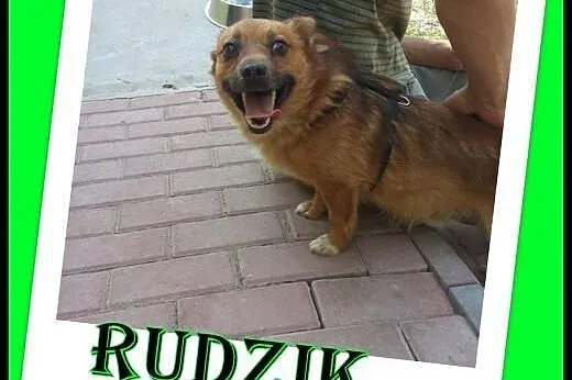 Rudy duet do adopcji ,razem lub osobno.,  małopols
