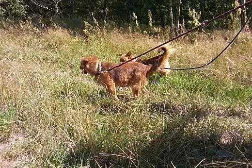 Rudy duet do adopcji ,razem lub osobno.,  małopols