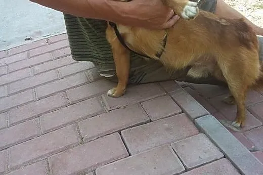 Rudy duet do adopcji ,razem lub osobno.,  małopols