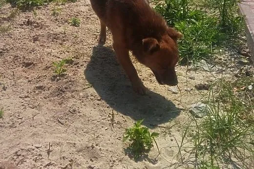 Rudy duet do adopcji ,razem lub osobno.,  małopols
