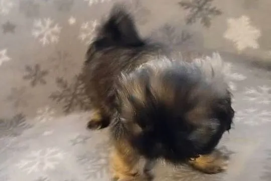 Śliczne shih tzu