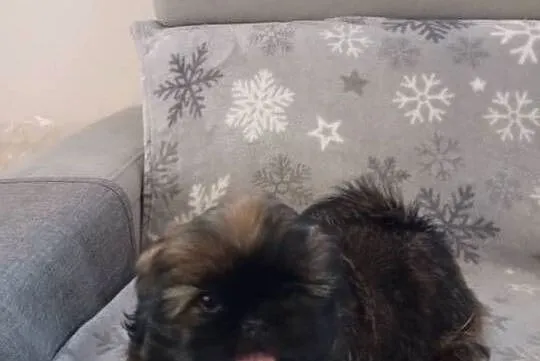 Śliczne shih tzu, Łódzkie, Szczerców