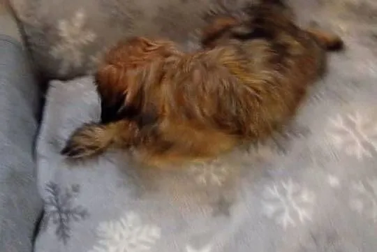 Śliczne shih tzu, Łódzkie, Szczerców