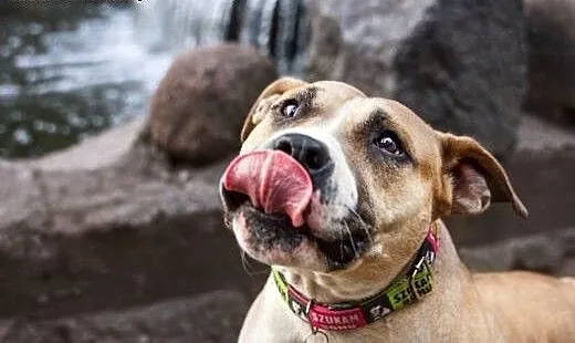 Domowa amstaffka Liza czeka na dom, Amstaff cała