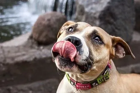 Domowa amstaffka Liza czeka na dom,  Amstaff cała 