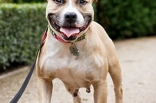 Domowa amstaffka Liza czeka na dom,  Amstaff cała 