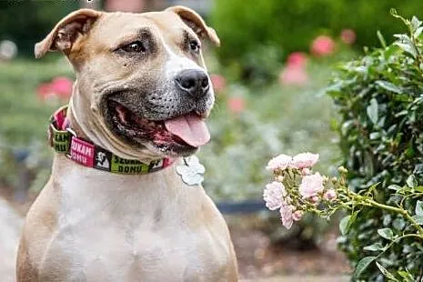 Domowa amstaffka Liza czeka na dom,  Amstaff cała 