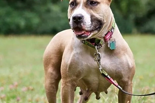 Domowa amstaffka Liza czeka na dom,  Amstaff cała 