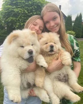 Wspaniałe Chow Chow szczenięta dostępne na sprzedaż., Podlaskie, Białystok