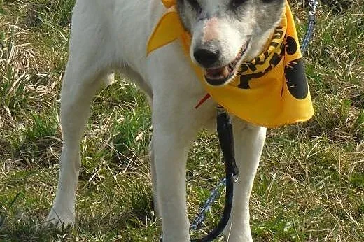 SERCE- czarowny pies w typie jack russel terriera 