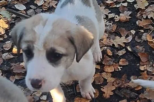 Owczarek środkowoazjatyczki szczenię, Dolnośląskie, Złotów