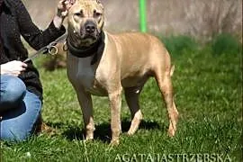 Tajson - piękny pies dla miłośników rasy :),  warm, Olsztyn
