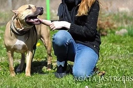 Tajson - piękny pies dla miłośników rasy :),  warm