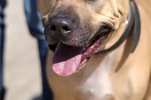 Tajson - piękny pies dla miłośników rasy :),  warm