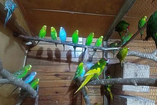 Papugi faliste i modrolatki, Mogilno