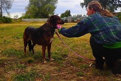 Aisza- wrażliwa sunia w typie asta szuka domu ,  K