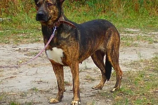 Aisza- wrażliwa sunia w typie asta szuka domu ,  K