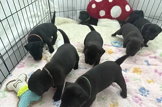 Staffordshire Bull terrier, stafik szczeniak, Mazowieckie, Iłża