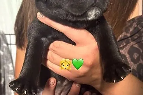 Staffordshire Bull terrier, stafik szczeniak, Mazowieckie, Iłża