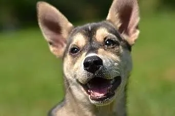 Bajka, szczeniak mix husky szuka domu,  śląskie Katowice