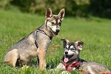 Bajka, szczeniak mix husky szuka domu,  śląskie Ka
