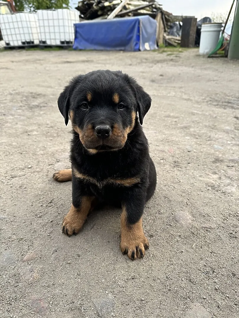 Szczeniaki rottweiler, Wielkopolskie, Września