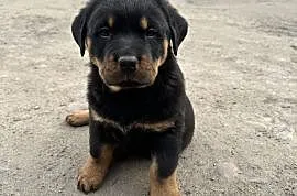 Szczeniaki rottweiler , Września