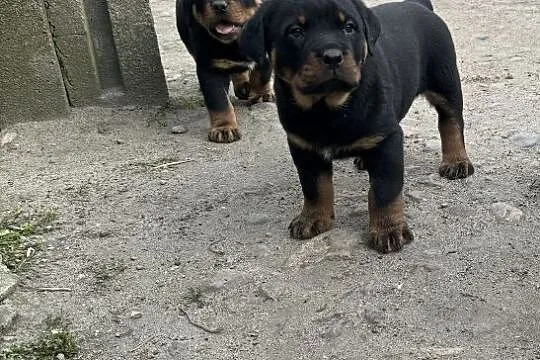 Szczeniaki rottweiler, Wielkopolskie, Września
