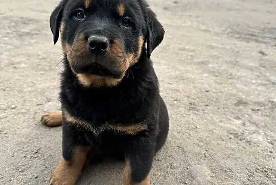 Szczeniaki rottweiler, Wielkopolskie, Września