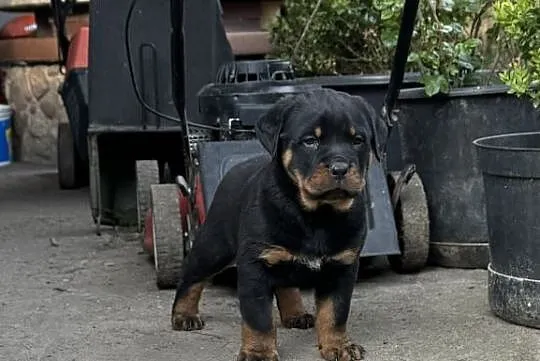 Szczeniaki rottweiler, Wielkopolskie, Września