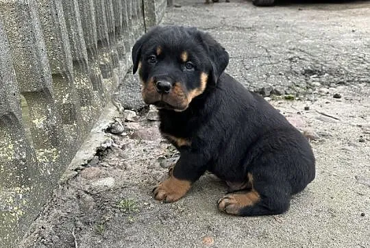 Szczeniaki rottweiler, Wielkopolskie, Września