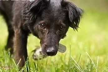 AKSA - śliczna, roczna, 10 kg sunia do adopcji!,  