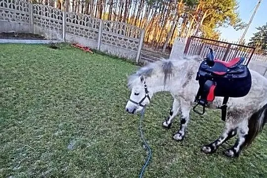 Kucyk, Łódzkie, Aleksandrów Łódzki