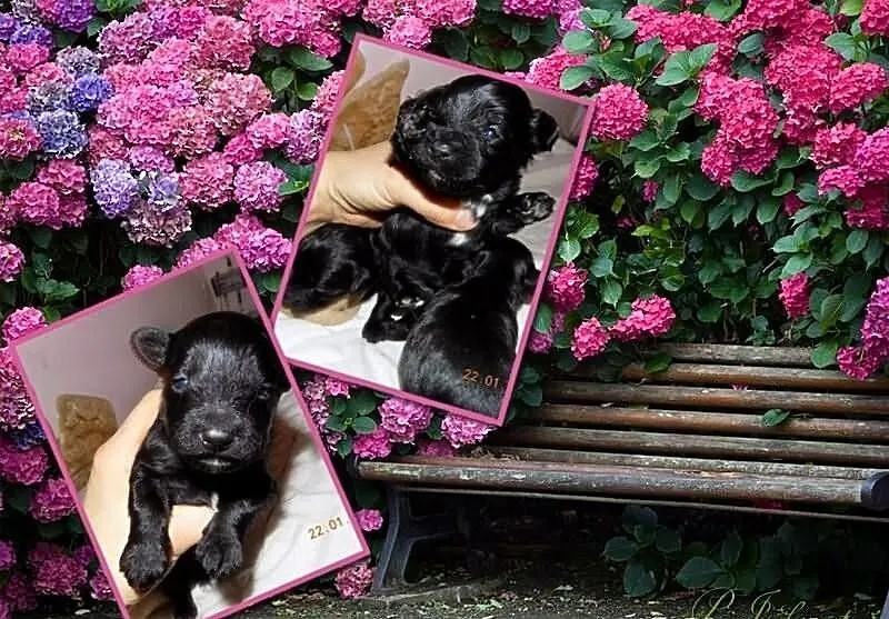Maltipoo czarny maltanczyk pudel toy czip rodowód