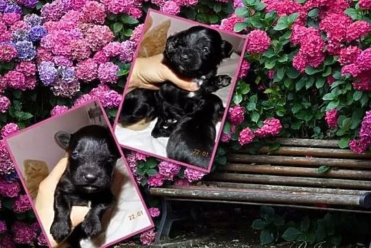 Maltipoo czarny maltanczyk pudel toy czip rodowód