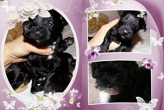 Maltipoo czarny maltanczyk pudel toy czip rodowód